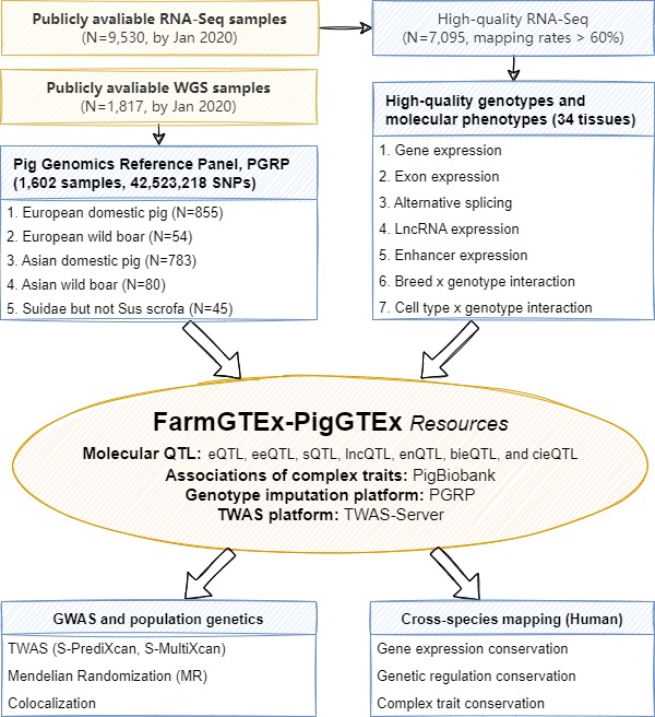 PigGTEx-pipeline-V1.1