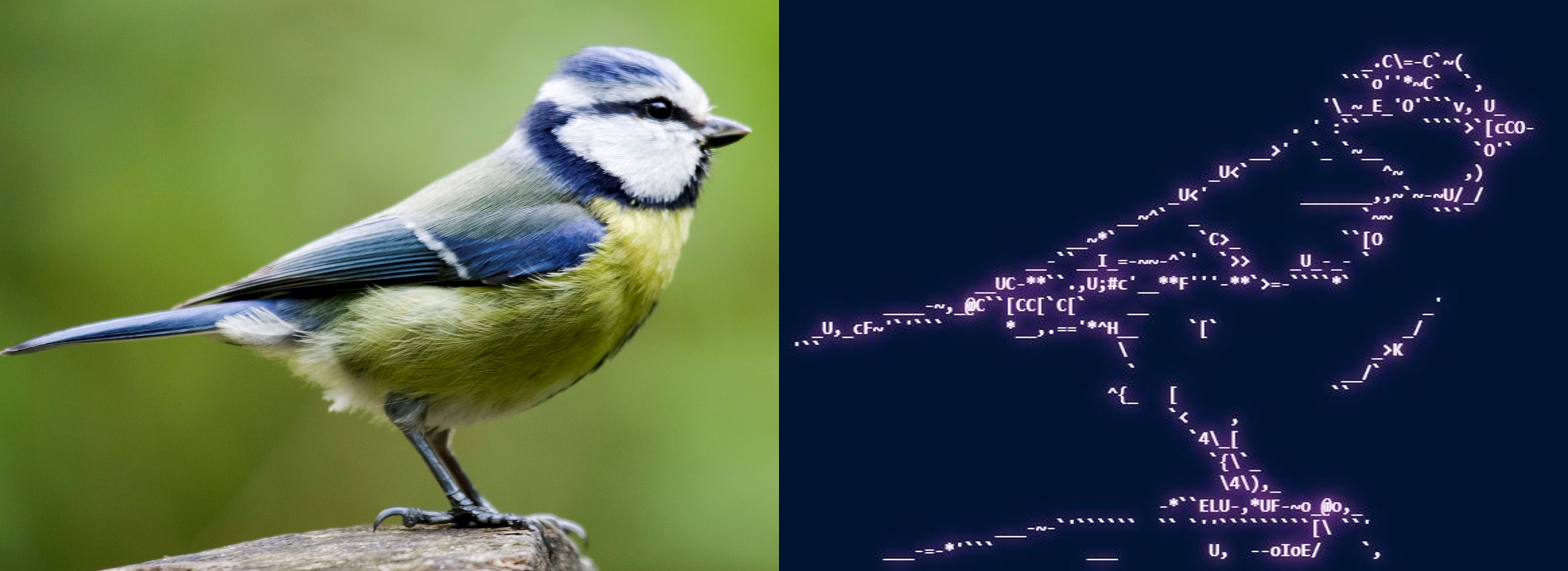 Blue Tit