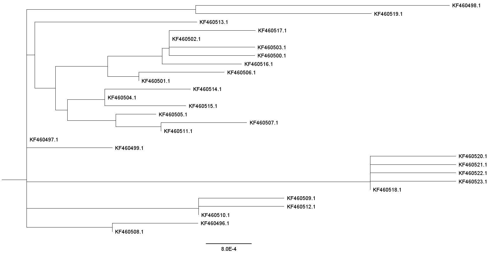 **Figure 2.**Phylogeny of the ND5 gene. Each code from the tip branch represents the 18 puma individuals from which genetic samples were collected.