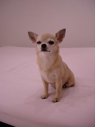 chihuahua