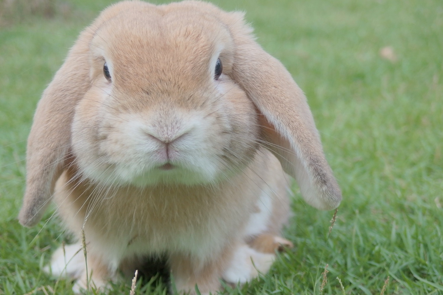 Cute Bunny