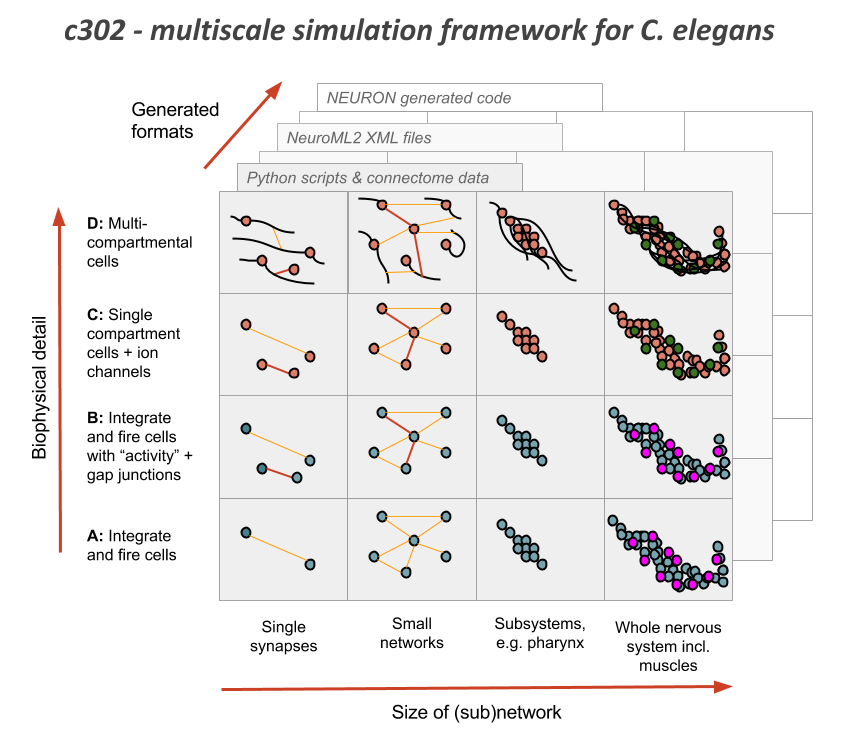 c302 structure