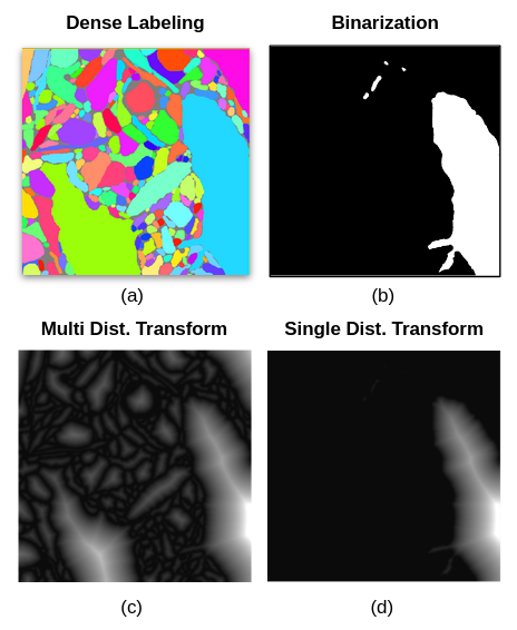 Fig. 2. Extracting the distance transform of a single label from dense segmentation. (a) a 2d slice of dense segmentation (b) extraction of a single label into a binary image (c) simultaneous distance transform of all labels in (a) (d) distance transform of (b) which can be achieved by direct distance transform of (b) or by the multiplication of (b) with (c).