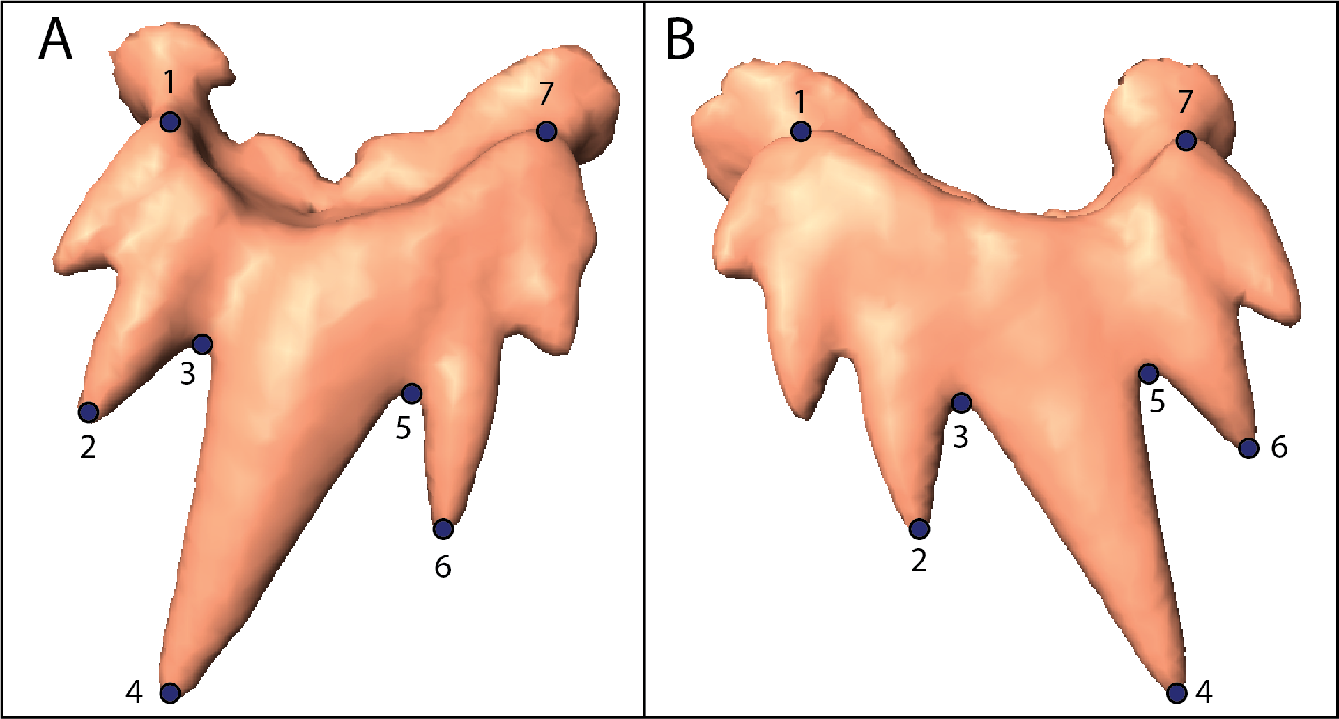 Landmarks on a tooth